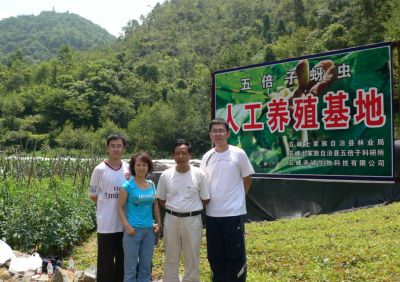 山西大學(xué)任竹梅教授（左二） 對五倍子樹開展研究